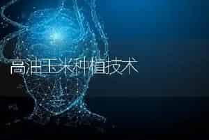 高油玉米种植技术