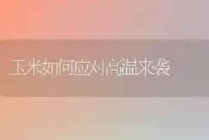 玉米如何应对高温来袭