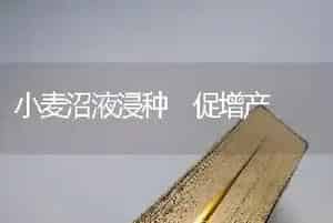 小麦沼液浸种 促增产