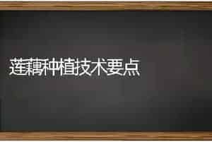 莲藕种植技术要点