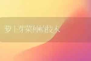 萝卜芽菜种植技术
