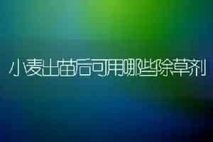 小麦出苗后可用哪些除草剂