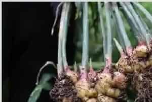 种植生姜该施什么肥料？不同时期如何施肥？