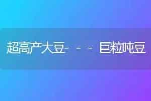 超高产大豆---巨粒吨豆