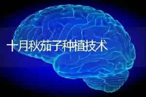 十月秋茄子种植技术