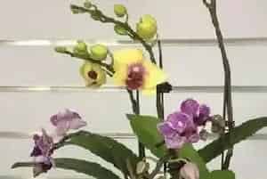 蝴蝶兰黄叶怎么处理?