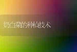 奶白菜的种植技术