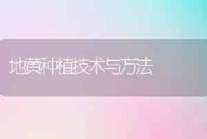 地黄种植技术与方法