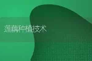 莲藕种植技术