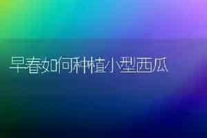 早春如何种植小型西瓜