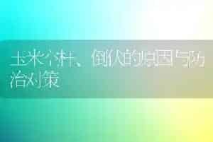 玉米空杆、倒伏的原因与防治对策