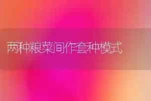 两种粮菜间作套种模式