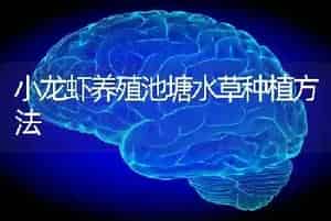 小龙虾养殖池塘水草种植方法