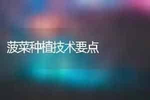 菠菜种植技术要点