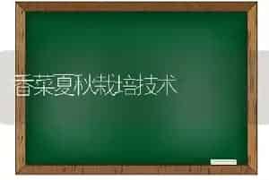 香菜夏秋栽培技术