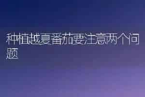 种植越夏番茄要注意两个问题