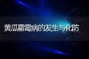 黄瓜霜霉病的发生与化防