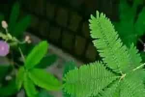 含羞草喜欢太阳吗?