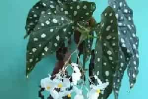 鳟鱼秋海棠的养殖方法和注意事项?