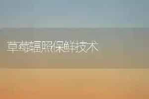 夏玉米如何进行追肥