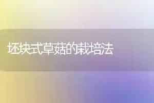 坯块式草菇的栽培法
