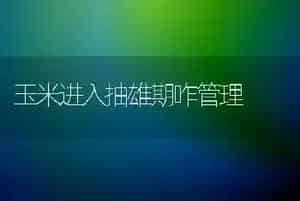 玉米进入抽雄期咋管理