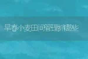 早春小麦田间管理抓哪些