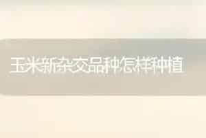 玉米新杂交品种怎样种植