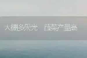 大棚多采光 蔬菜产量高