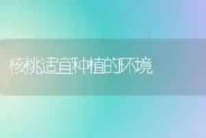 核桃适宜种植的环境