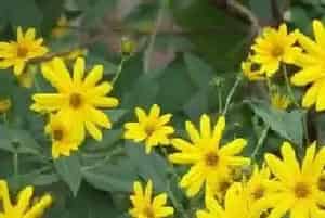 洋姜什么时候开花?