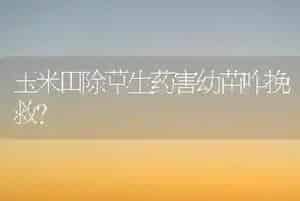 玉米田除草生药害幼苗咋挽救?