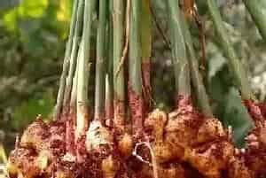 阳台种植生姜的时间和方法?