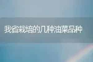 我省栽培的几种油菜品种