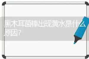 黑木耳菌棒出现黄水是什么原因?