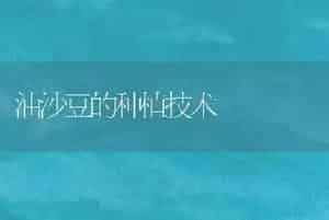 油沙豆的种植技术