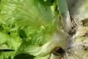 生菜菌核病用什么药?