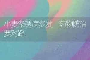 小麦条锈病多发 药物防治要对路