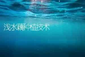 浅水藕种植技术