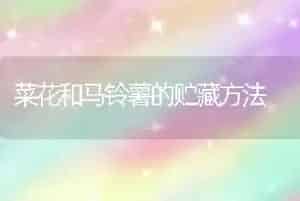 菜花和马铃薯的贮藏方法