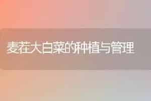 麦茬大白菜的种植与管理