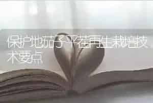 保护地茄子平茬再生栽培技术要点