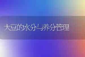 大豆的水分与养分管理