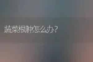 蔬菜根肿怎么办?