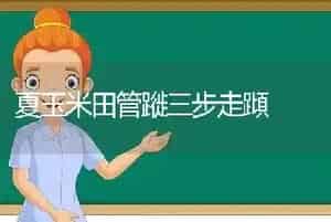 夏玉米田管蹝三步走蹞