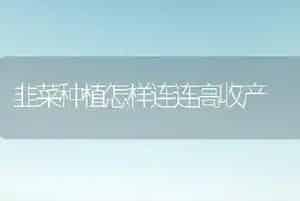 韭菜种植怎样连连高收产