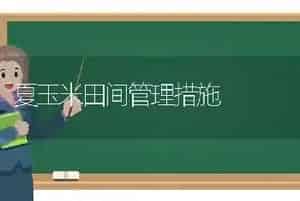 夏玉米田间管理措施