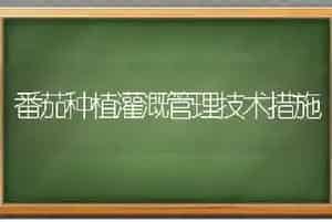 番茄种植灌溉管理技术措施