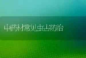 中药材常见虫害防治