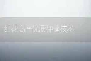 红花高产优质种植技术